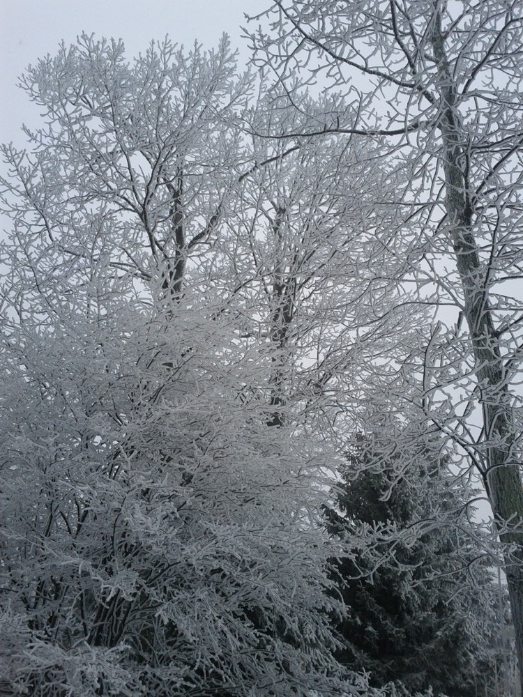 tree sno